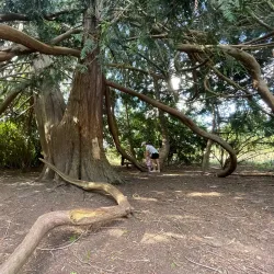 North Creek Park - Brier