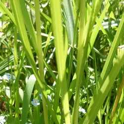 North Creek Park - Brier