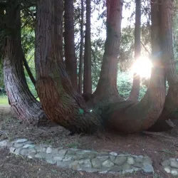 Scriber Lake Park - Brier