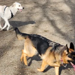 Willis Tucker Park - Brier