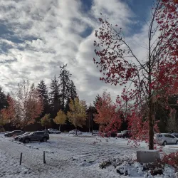 Willis Tucker Park - Brier