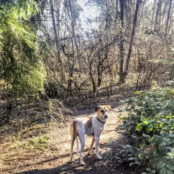 Willis Tucker Park - Brier