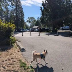 Willis Tucker Park - Brier