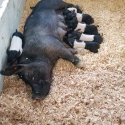 Lewis County Fairgrounds - Chehalis