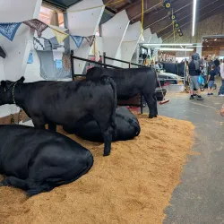 Lewis County Fairgrounds - Chehalis