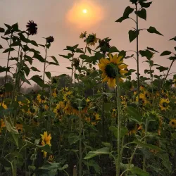 Duvall Farmers Market - Duvall