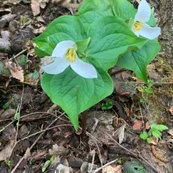 Paradise Valley Conservation Area - Duvall