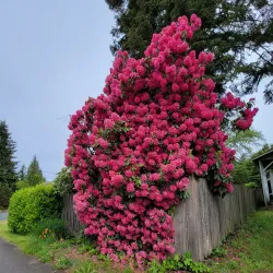 Snoqualmie River - Duvall