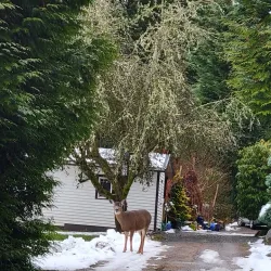 Snoqualmie River - Duvall