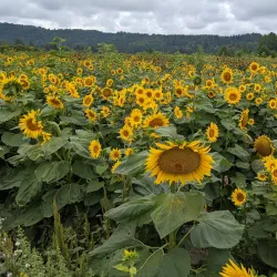 Snoqualmie River - Duvall