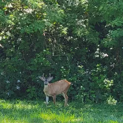 Snoqualmie River - Duvall