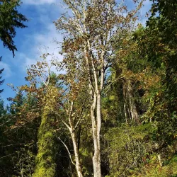 Snoqualmie Valley Trail - Duvall
