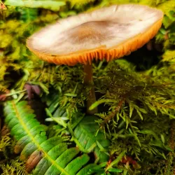 Turtleback Mountain Preserve - Eastsound