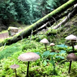 Turtleback Mountain Preserve - Eastsound