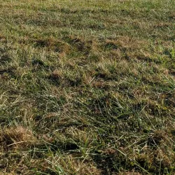 Ferndale Community Park - Ferndale