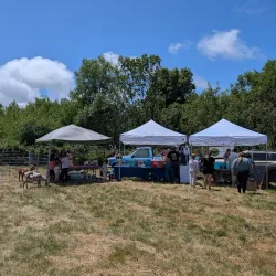 Ferndale Farmers Market - Ferndale