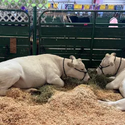 Whatcom County Fairgrounds - Ferndale