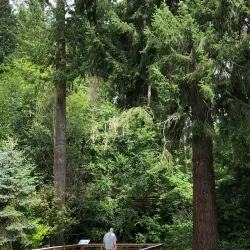 Donkey Creek Trail - Gig Harbor