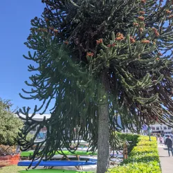 Skansie Brothers Park - Gig Harbor