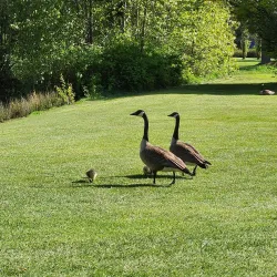 Grandview Golf Course - Grandview
