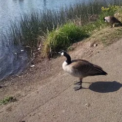 Yakima Greenway Trail - Grandview