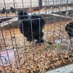 Cowlitz County Fairgrounds - Kelso