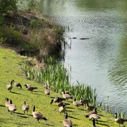 Lake Sacajawea Park - Kelso
