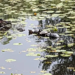 Juanita Bay Park - Kenmore