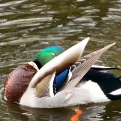 Kenmore Village Park - Kenmore