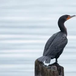 Log Boom Park - Kenmore