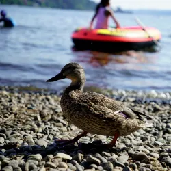 Log Boom Park - Kenmore