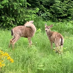 Northshore Senior Center - Kenmore