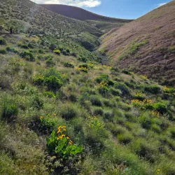 Badger Mountain Centennial Preserve - Kennewick