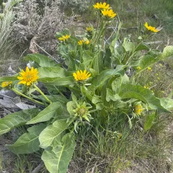 Badger Mountain Centennial Preserve - Kennewick
