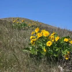 Badger Mountain Centennial Preserve - Kennewick
