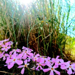 Badger Mountain Centennial Preserve - Kennewick