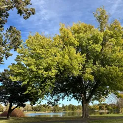 Columbia Park - Kennewick