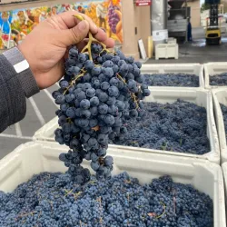 Kennewick Wine Trail - Kennewick