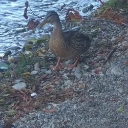 Long Lake Park - Lacey