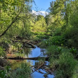Nisqually National Wildlife Refuge - Lacey