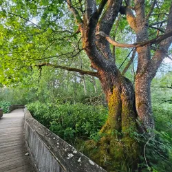 Nisqually National Wildlife Refuge - Lacey