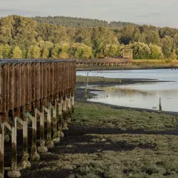 Nisqually National Wildlife Refuge - Lacey