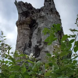 Nisqually National Wildlife Refuge - Lacey