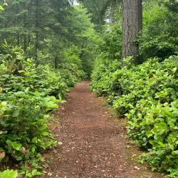 Olympia Lacey Trail - Lacey