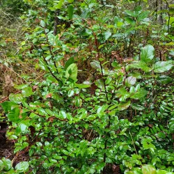 Olympia Lacey Trail - Lacey