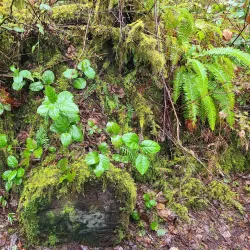 Olympia Lacey Trail - Lacey