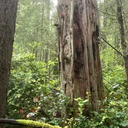 Olympia Lacey Trail - Lacey