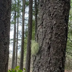 Olympia Lacey Trail - Lacey