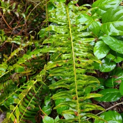 Olympia Lacey Trail - Lacey