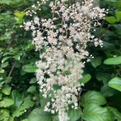 Olympia Lacey Trail - Lacey